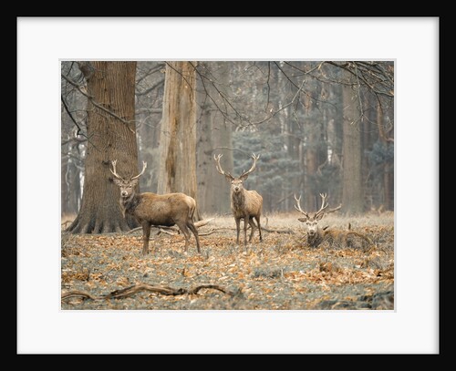 Stags in the forest by Assaf Frank